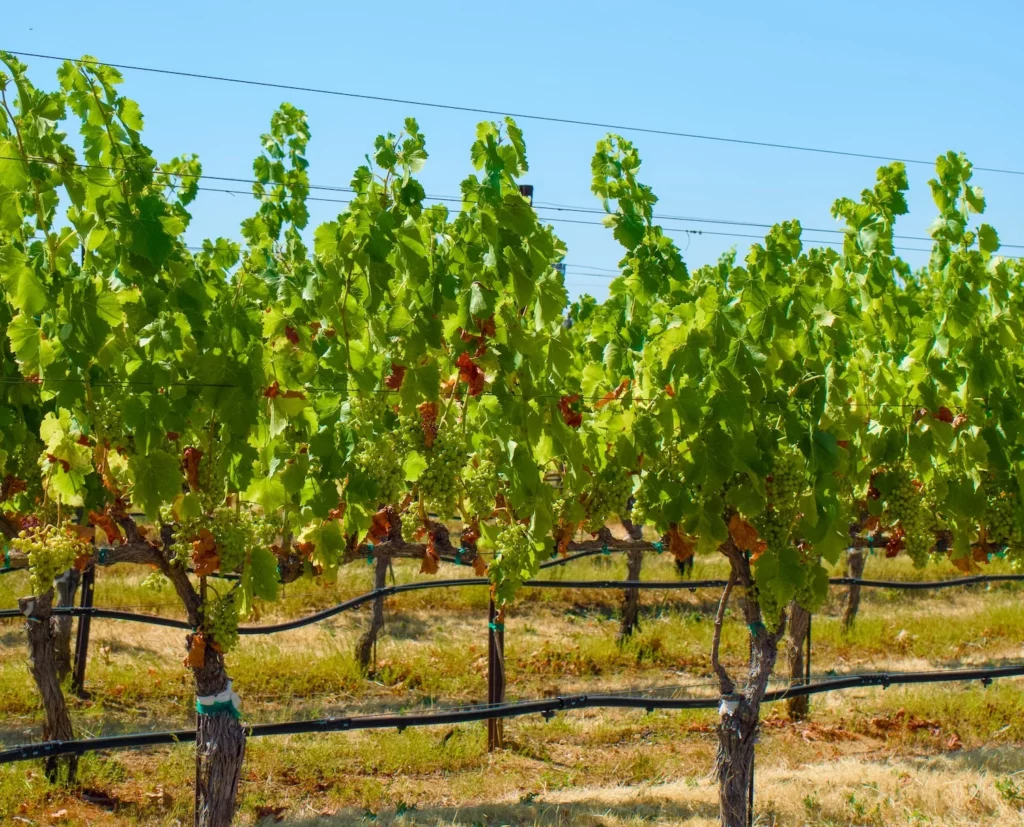 comment attacher la vigne